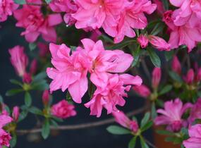 Azalka japonská 'Rosa' - Azalea japonica 'Rosa'
