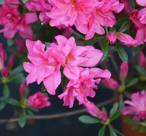 Azalka japonská 'Rosa' - Azalea japonica 'Rosa'