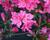 Azalka japonská 'Rosa'
