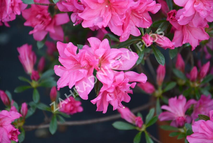 Azalka japonská 'Rosa' - Azalea japonica 'Rosa'