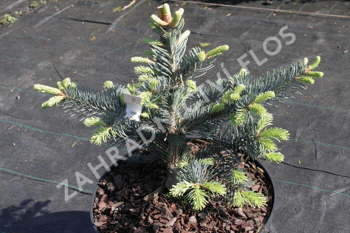 Jedle plstnatoplodá 'Jan Pavel' - Abies lasiocarpa 'Jan Pavel'