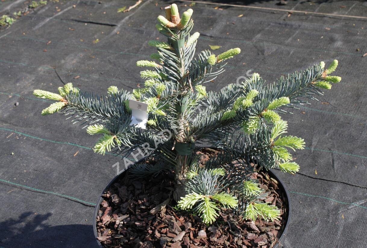 Jedle plstnatoplodá 'Jan Pavel' - Abies lasiocarpa 'Jan Pavel'