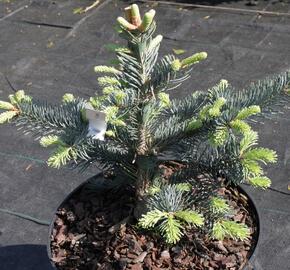 Jedle plstnatoplodá 'Jan Pavel' - Abies lasiocarpa 'Jan Pavel'