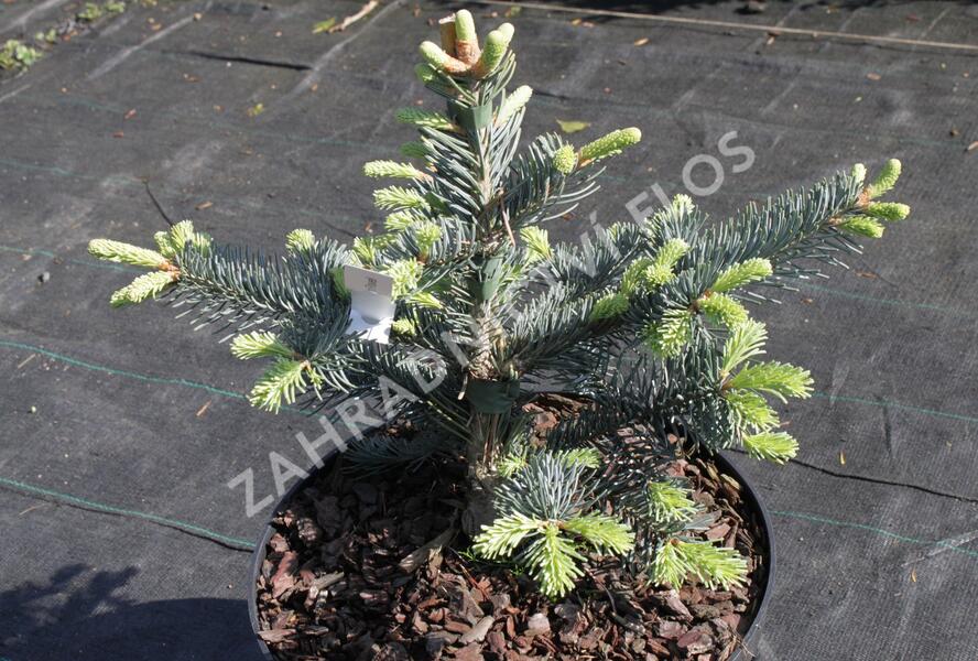 Jedle plstnatoplodá 'Jan Pavel' - Abies lasiocarpa 'Jan Pavel'