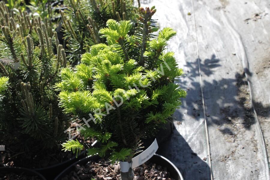 Jedle bělokorá 'Pyramidalis' - Abies alba 'Pyramidalis'