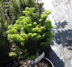 Jedle bělokorá 'Pyramidalis' - Abies alba 'Pyramidalis'