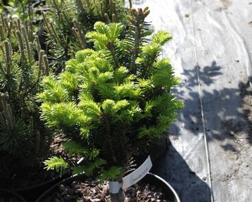 Jedle bělokorá 'Pyramidalis'