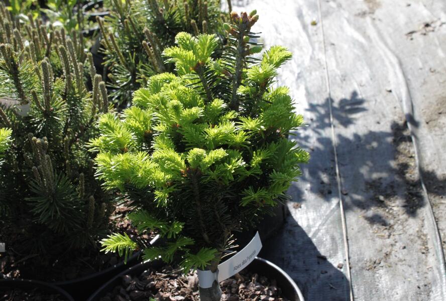 Jedle bělokorá 'Pyramidalis' - Abies alba 'Pyramidalis'