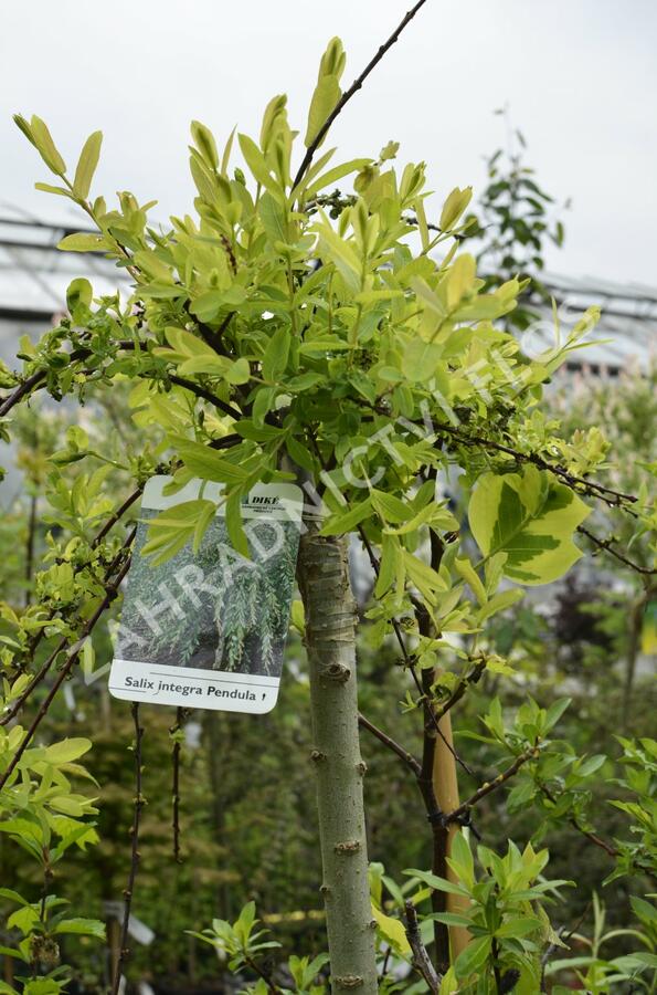 Vrba prostřední 'Pendula' - Salix integra 'Pendula'