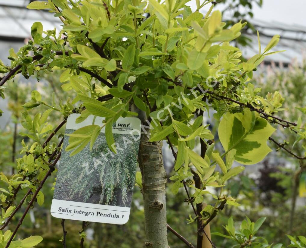 Vrba prostřední 'Pendula' - Salix integra 'Pendula'