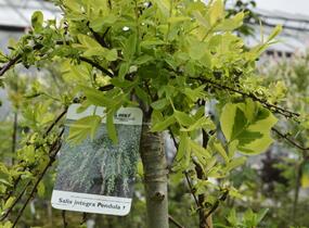Vrba prostřední 'Pendula' - Salix integra 'Pendula'