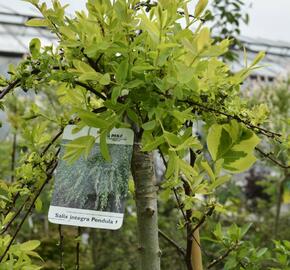 Vrba prostřední 'Pendula' - Salix integra 'Pendula'