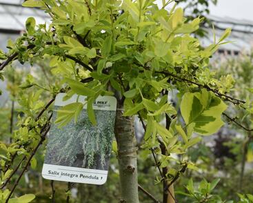 Vrba prostřední 'Pendula'