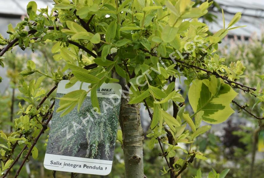 Vrba prostřední 'Pendula' - Salix integra 'Pendula'
