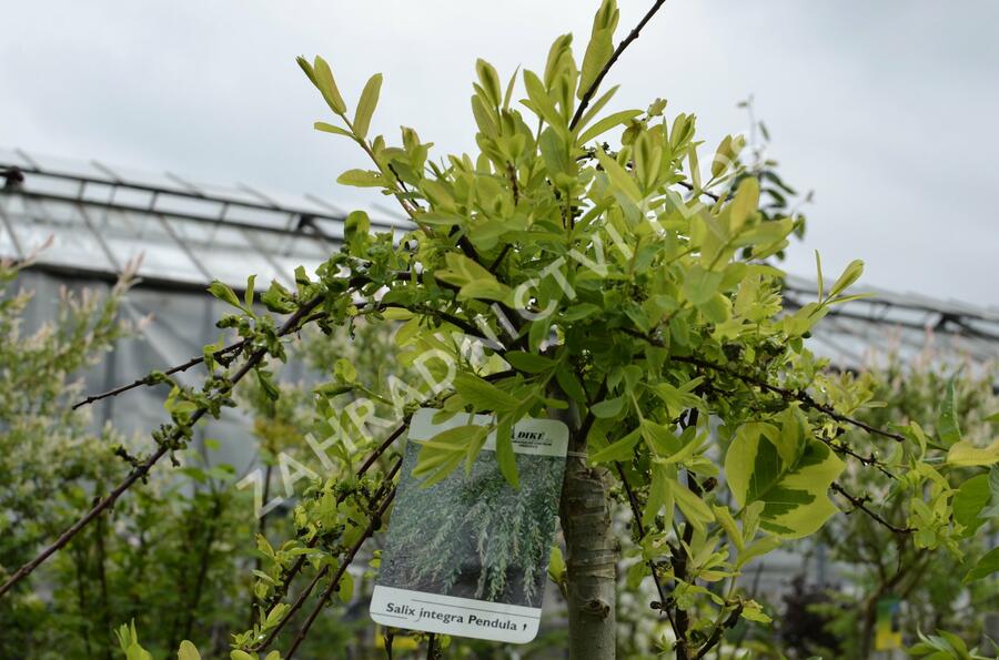 Vrba prostřední 'Pendula' - Salix integra 'Pendula'