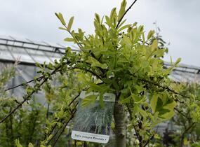 Vrba prostřední 'Pendula' - Salix integra 'Pendula'