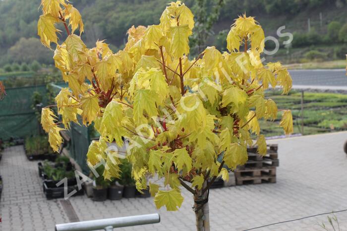 Javor mléč 'Golden Globe' - Acer platanoides 'Golden Globe'