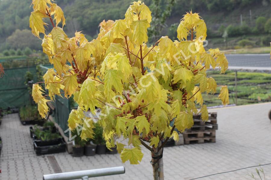 Javor mléč 'Golden Globe' - Acer platanoides 'Golden Globe'