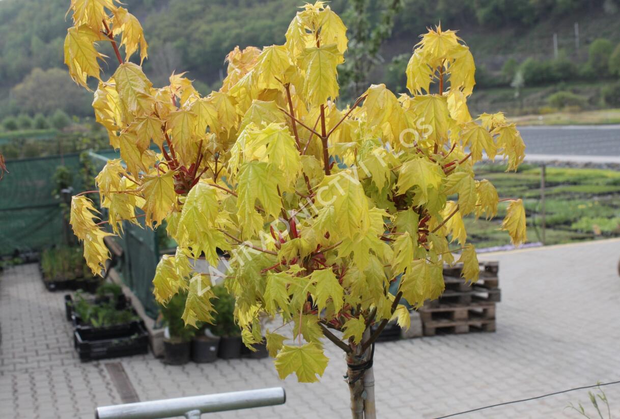 Javor mléč 'Golden Globe' - Acer platanoides 'Golden Globe'