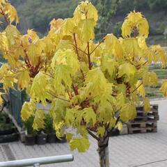 Javor mléč 'Golden Globe' - Acer platanoides 'Golden Globe'