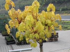 Javor mléč 'Golden Globe' - Acer platanoides 'Golden Globe'