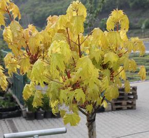 Javor mléč 'Golden Globe' - Acer platanoides 'Golden Globe'