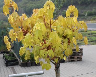 Javor mléč 'Golden Globe'