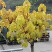 Javor mléč 'Golden Globe' - Acer platanoides 'Golden Globe'
