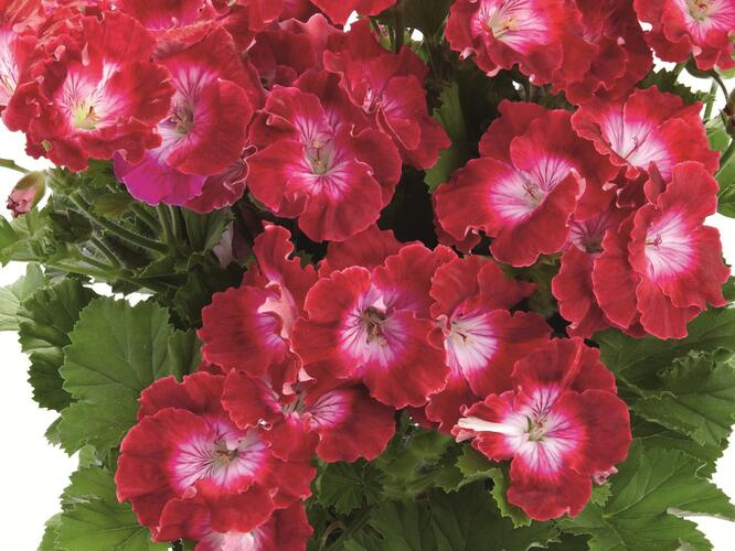 Muškát, pelargonie velkokvětá 'Melva Dark Red' - Pelargonium grandiflorum 'Melva Dark Red'