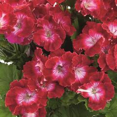 Muškát, pelargonie velkokvětá 'Melva Dark Red' - Pelargonium grandiflorum 'Melva Dark Red'
