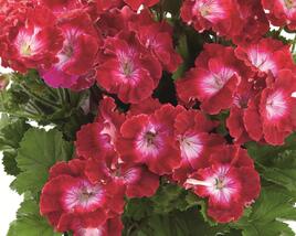 Muškát, pelargonie velkokvětá 'Melva Dark Red'
