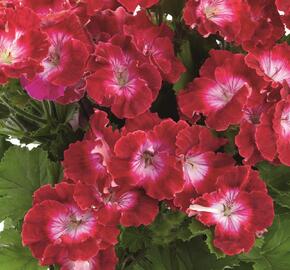 Muškát, pelargonie velkokvětá 'Melva Dark Red' - Pelargonium grandiflorum 'Melva Dark Red'