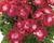 Muškát, pelargonie velkokvětá 'Melva Dark Red'