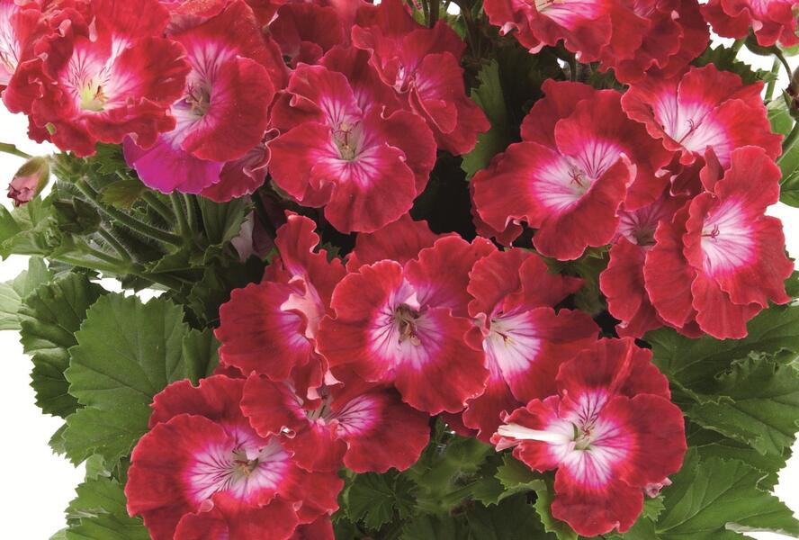 Muškát, pelargonie velkokvětá 'Melva Dark Red' - Pelargonium grandiflorum 'Melva Dark Red'