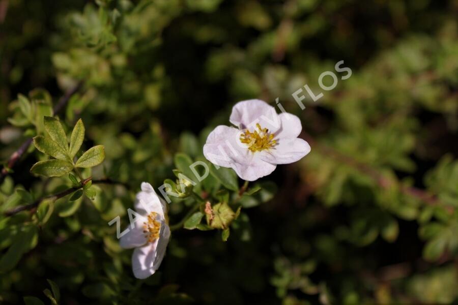 Mochna křovitá 'Blink' - Potentilla fruticosa 'Blink'