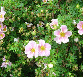 Mochna křovitá 'Blink' - Potentilla fruticosa 'Blink'