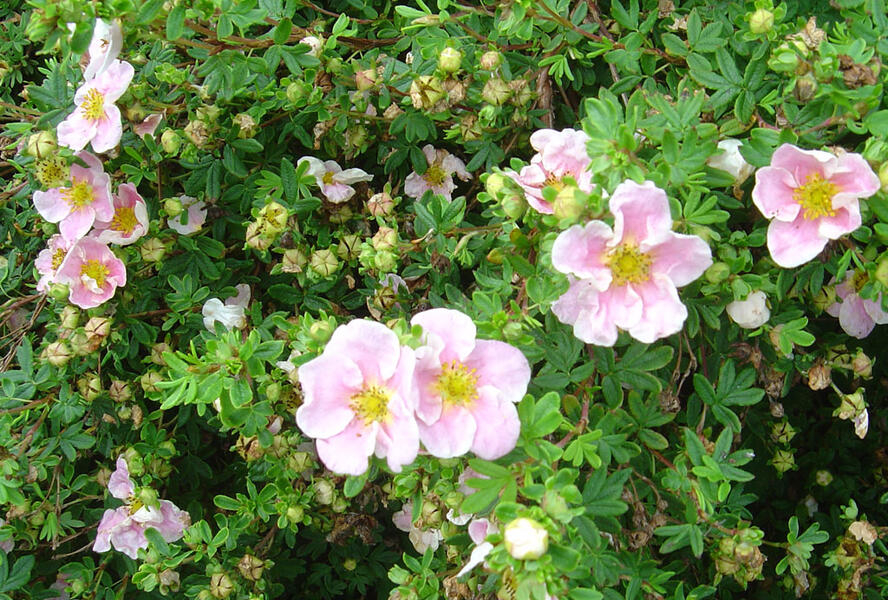 Mochna křovitá 'Blink' - Potentilla fruticosa 'Blink'