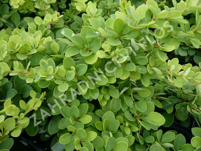 Dřišťál Thunbergův 'Green Carpet' - Berberis thunbergii 'Green Carpet'