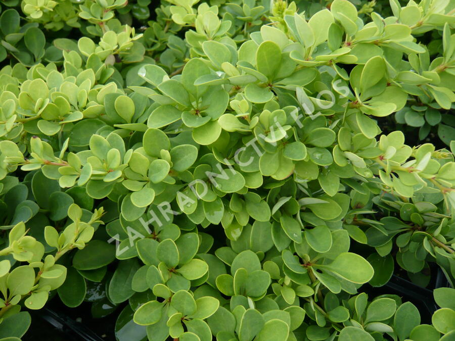 Dřišťál Thunbergův 'Green Carpet' - Berberis thunbergii 'Green Carpet'