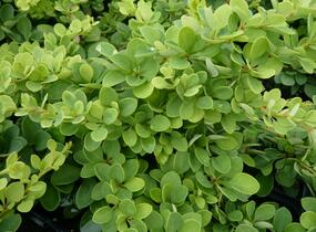 Dřišťál Thunbergův 'Green Carpet' - Berberis thunbergii 'Green Carpet'