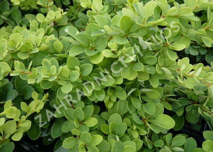 Dřišťál Thunbergův 'Green Carpet' - Berberis thunbergii 'Green Carpet'
