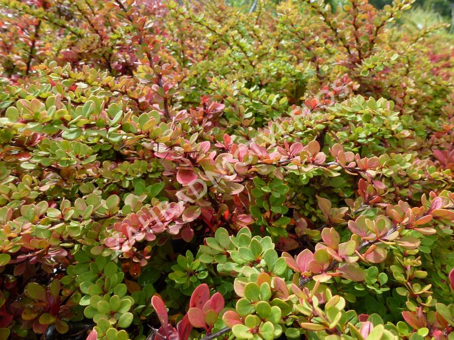 Dřišťál Thunbergův 'Green Carpet' - Berberis thunbergii 'Green Carpet'