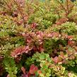 Dřišťál Thunbergův 'Green Carpet' - Berberis thunbergii 'Green Carpet'