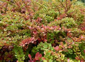 Dřišťál Thunbergův 'Green Carpet' - Berberis thunbergii 'Green Carpet'