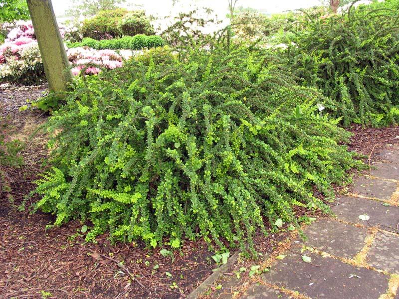 Dřišťál Thunbergův 'Green Carpet' - Berberis thunbergii 'Green Carpet'