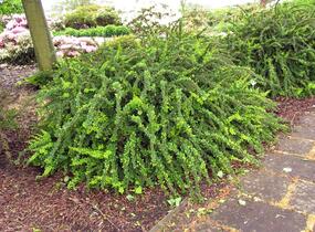 Dřišťál Thunbergův 'Green Carpet' - Berberis thunbergii 'Green Carpet'