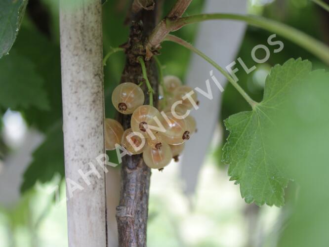 Rybíz bílý 'Zlatava' - Ribes album 'Zlatava'