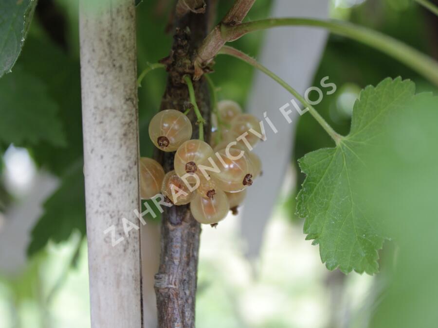 Rybíz bílý 'Zlatava' - Ribes album 'Zlatava'