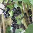 Rybíz černý 'Ometa' - Ribes nigrum 'Ometa'