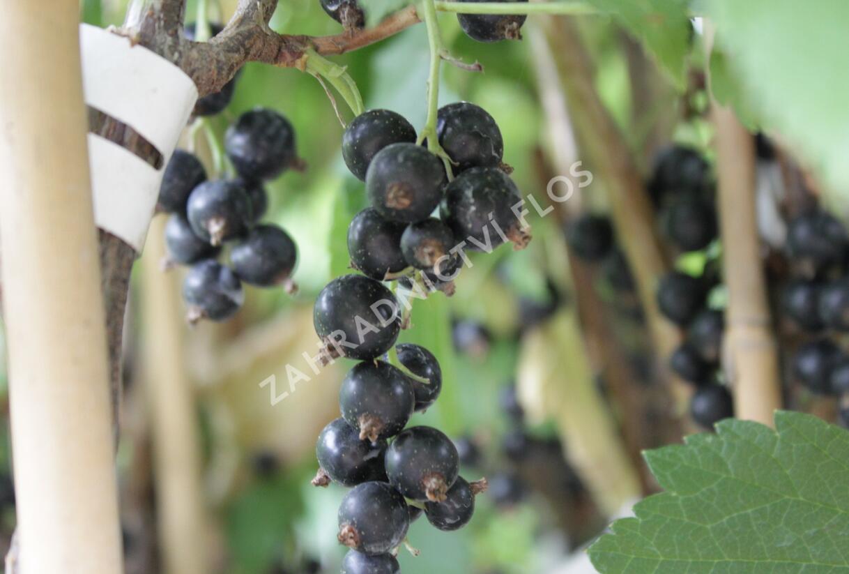 Rybíz černý 'Ometa' - Ribes nigrum 'Ometa'